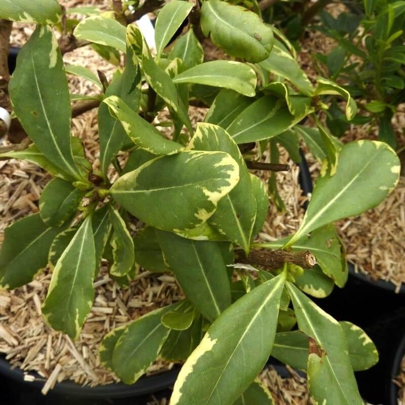 Pittosporum tobira 'Neige du mont Ventoux' - Pittospore du Japon nain panaché