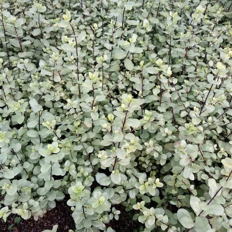 Pittosporum tenuifolium 'Wrinkled Blue' - Pittospore à petites feuilles gris bleuté