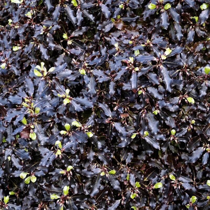 Pittosporum tenuifolium 'Tom Thumb' - Pittospore à petites feuilles