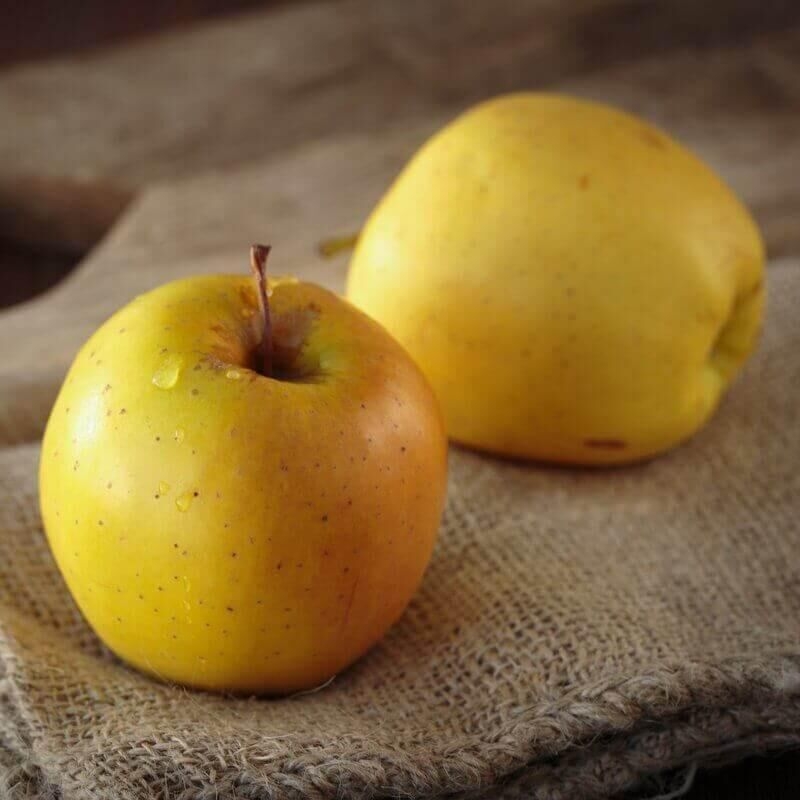Pommier ancien 'Rambour d’été' - Malus communis à pommes précoces