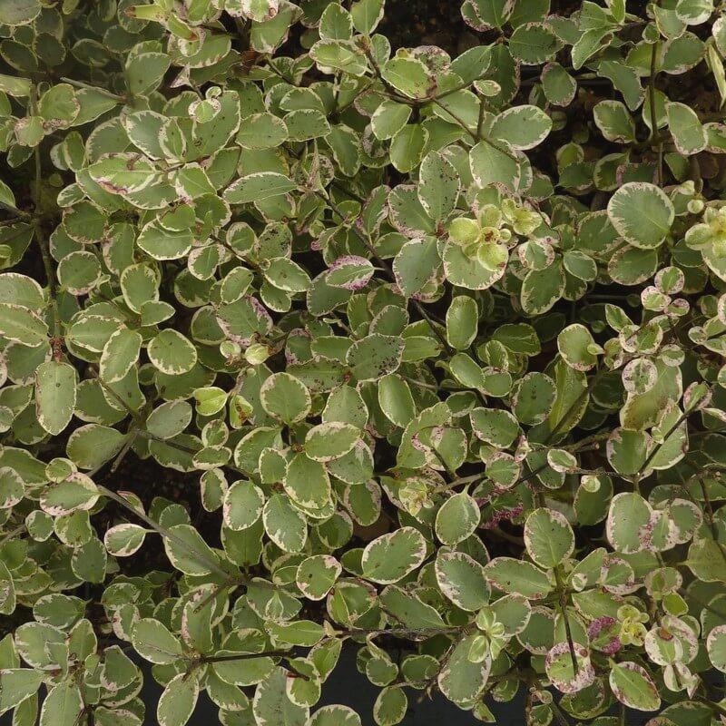 Pittosporum tenuifolium 'Garnettii' - Pittospore à petites feuilles panaché blanc