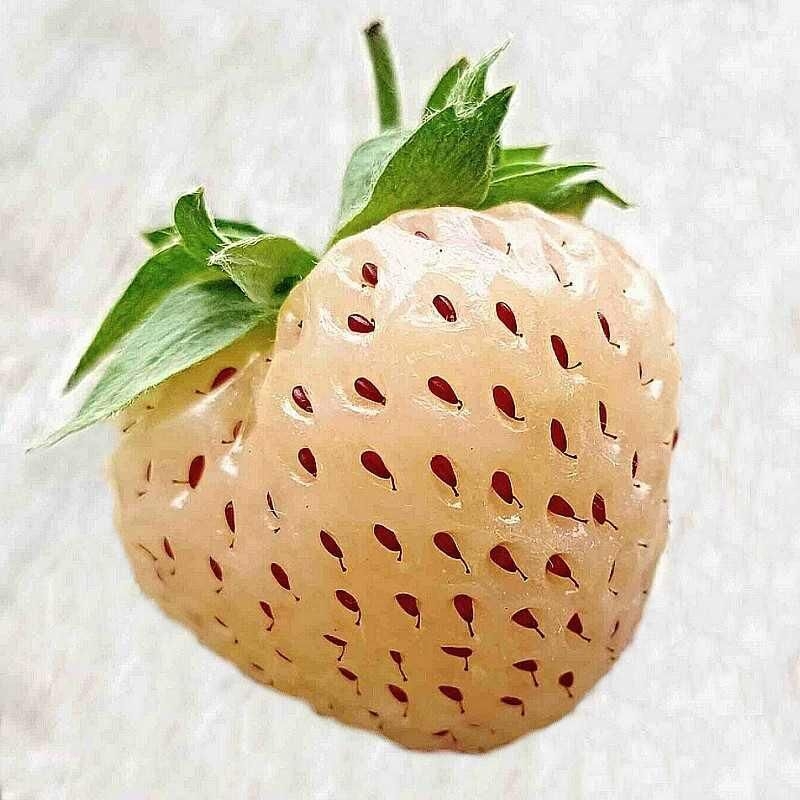 Fragaria ananassa Belmona® Snow - Fraisier à fraises blanches