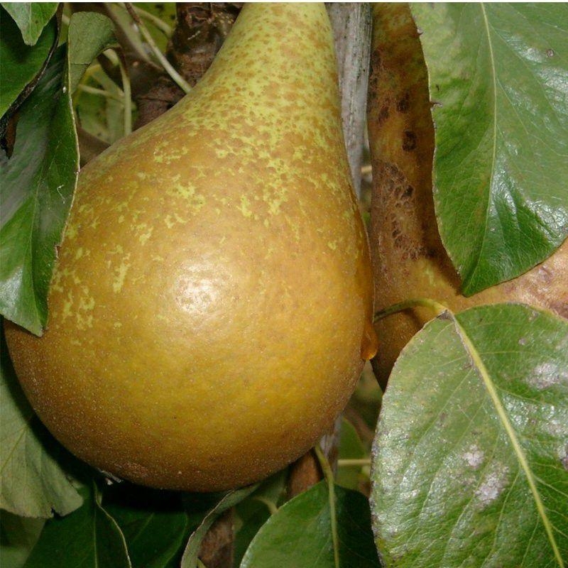 Poirier 'Conférence' - Vente Pyrus communis autofertile