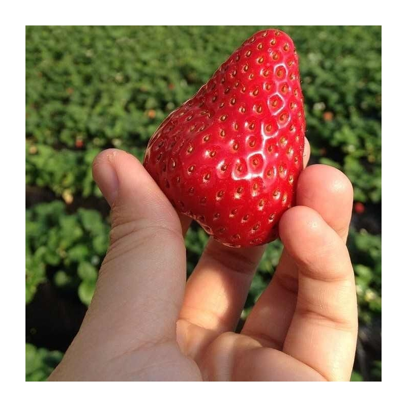 Fragaria ananassa Belmona® Giant - Fraisier à grosses fraises robustes