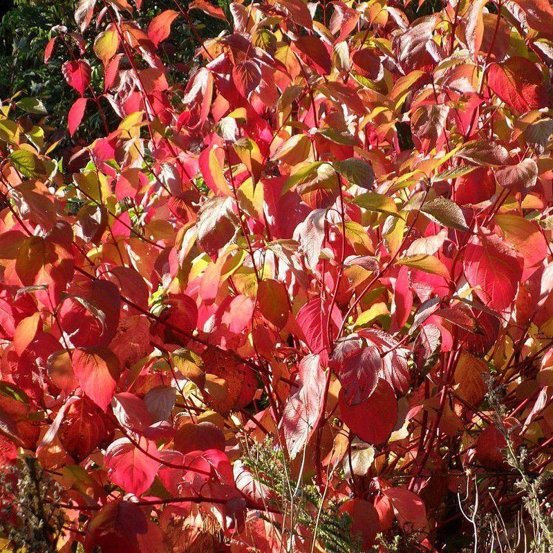 Cornus alba 'Sibirica' - Cornouiller blanc de Sibérie à bois rouge