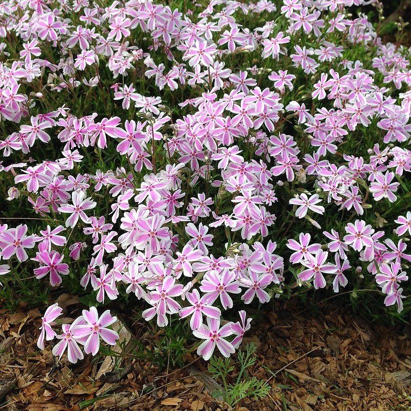 Phlox subulata 'Candy Stripes' - Phlox mousse kimo