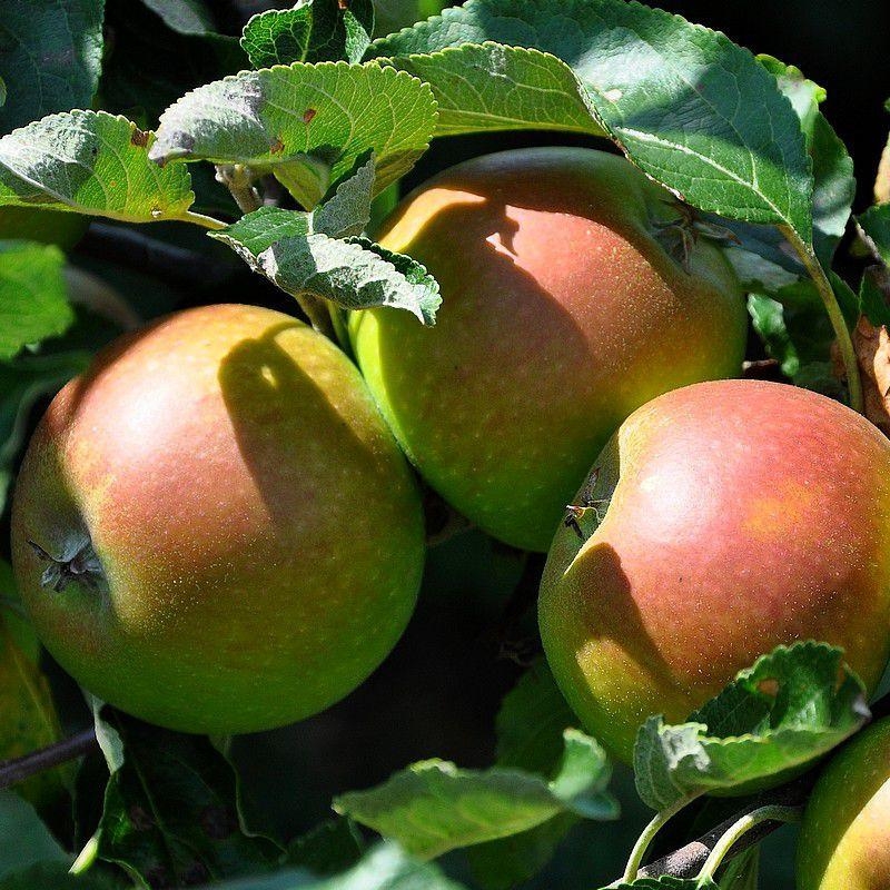 Pommier 'Cox Orange Pippin' - Vente Malus domestica 'Reinette de Cox'
