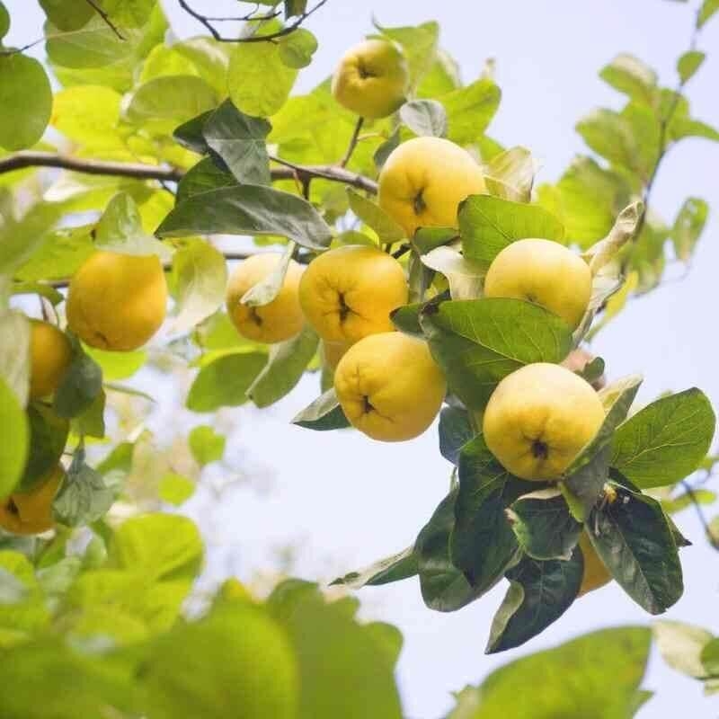 Cydonia oblonga 'Champion' - Vente Cognassier ancien auto-fertile à coings jaunes