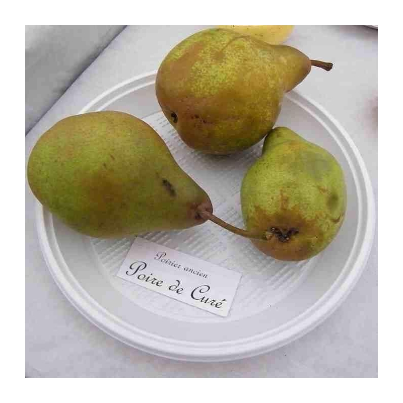 Poire de Curé - Poirier ancien - Vente Pyrus communis 'Cure'
