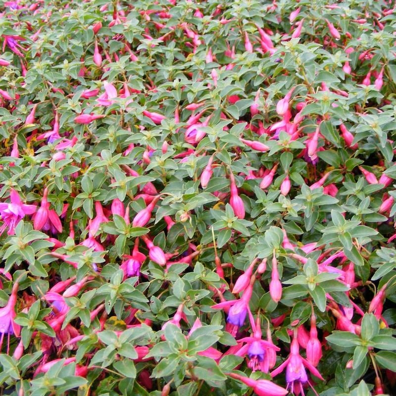 Fuchsia 'Tom Thumb' - Fuschia nain 'Tom Pouce' bicolore