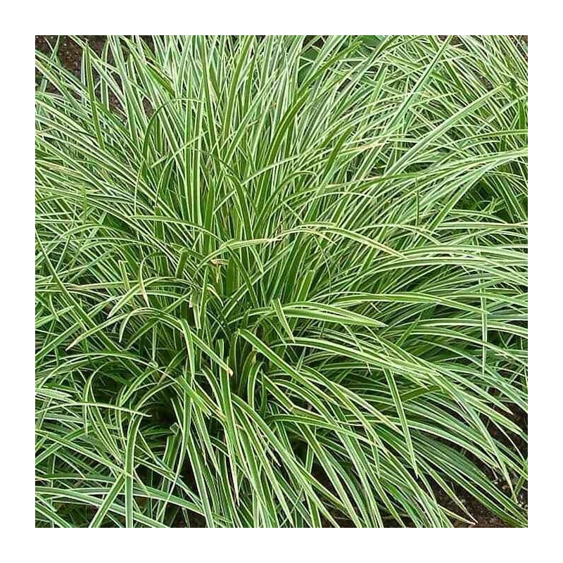 Carex morrowii 'Variegata' - Laîche panachée