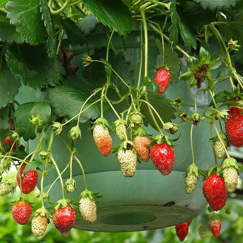 Fragaria ananassa 'Elan' F1 - Fraisier retombant - Fraise rouge