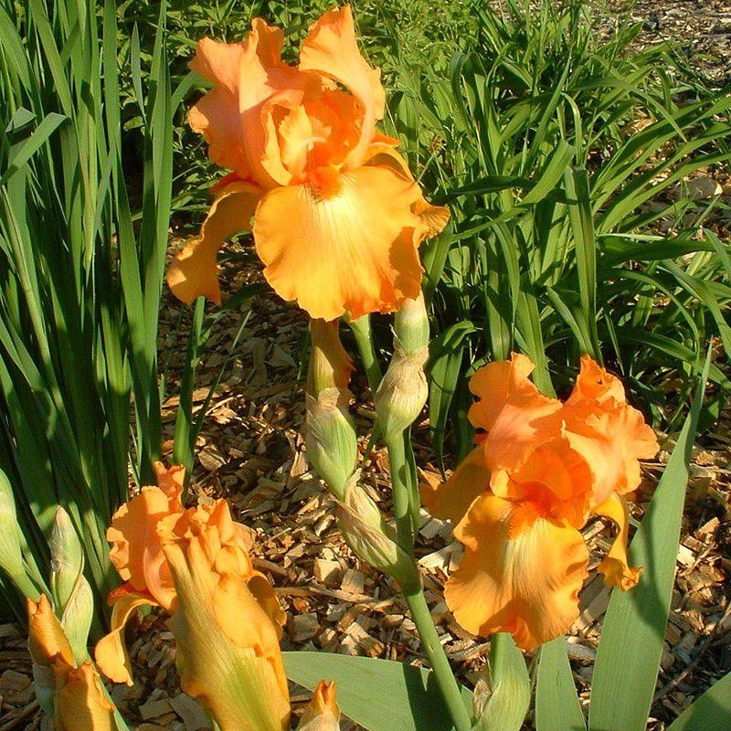 Iris pumila 'Orange Tiger' - Iris nain