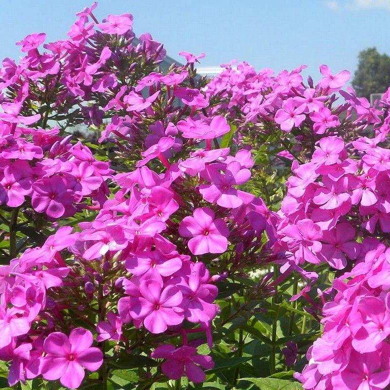 Phlox maculata 'Alpha' - Phlox maculé rose