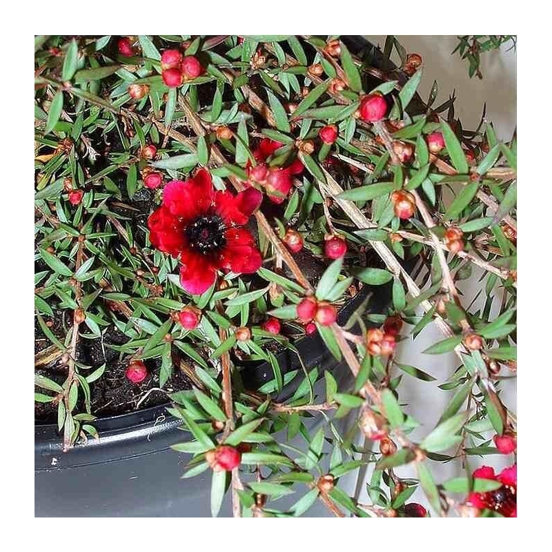 Leptospermum scoparium 'Red Falls' - Faux myrtes couvre-sol - Manuka rouge