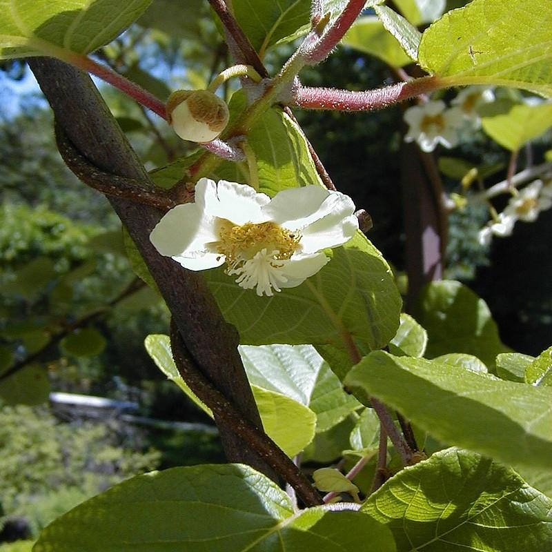 Actinidia deliciosa ‘Atlas’ * - Kiwi mâle