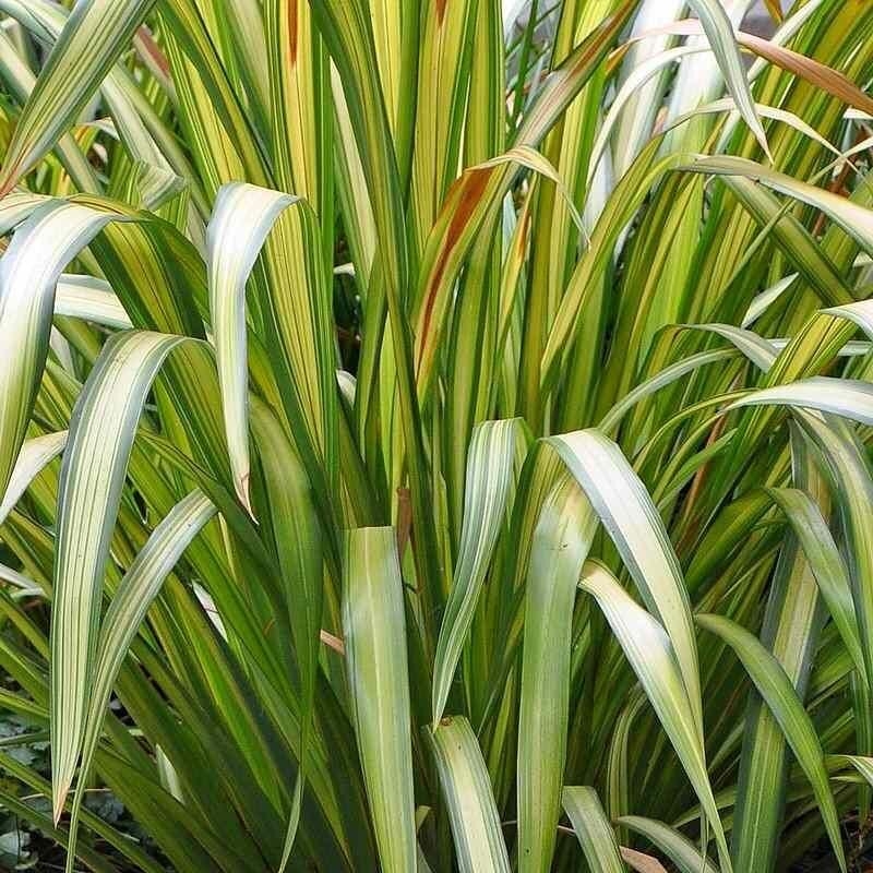 Phormium cookianum 'Cream Delight' - Lin de Nouvelle Zélande jaune