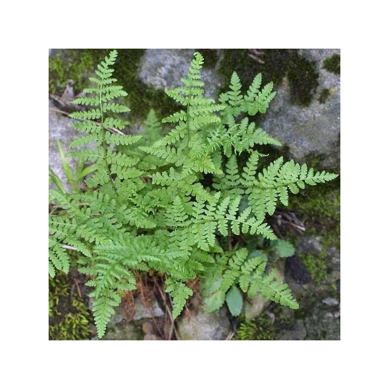 Woodsia obtusa - Petite fougère à frondes miniatures