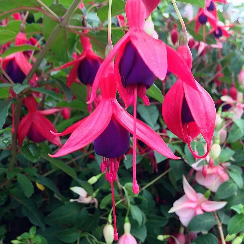 Fuchsia 'Mrs Popple' - Fuschia bicolore rouge et pourpre