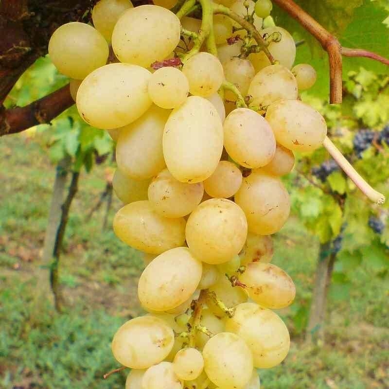 Vitis 'Dattier de Beyrouth' *ZPd4 - Vigne raisin de table Blanc tardif