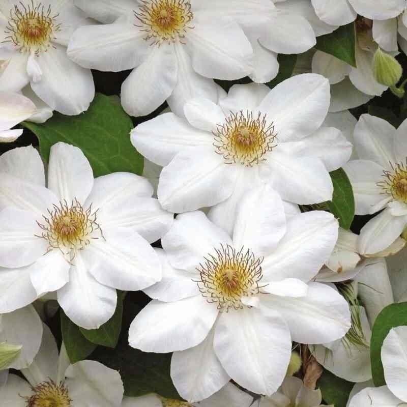 Clematis 'Jerzy Popieluszko' - Clématite blanc pur