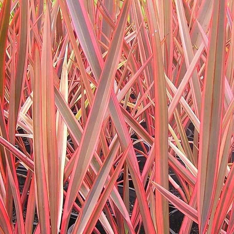 Phormium tenax 'Flamingo' - Lin de Nouvelle Zélande rose