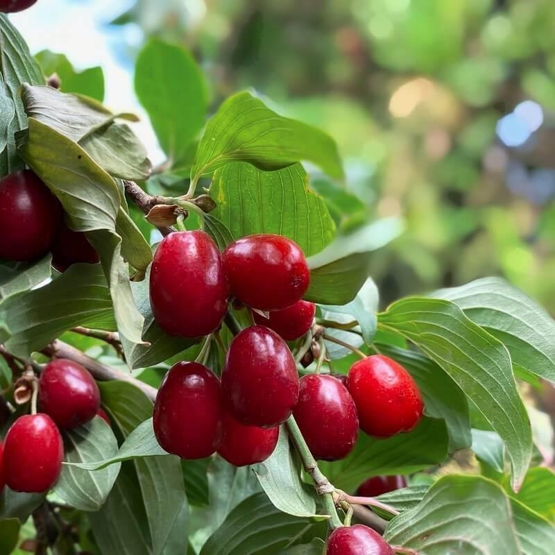 Cornus mas 'Cecylia' * - Cornouiller mâle à gros fruits rouges