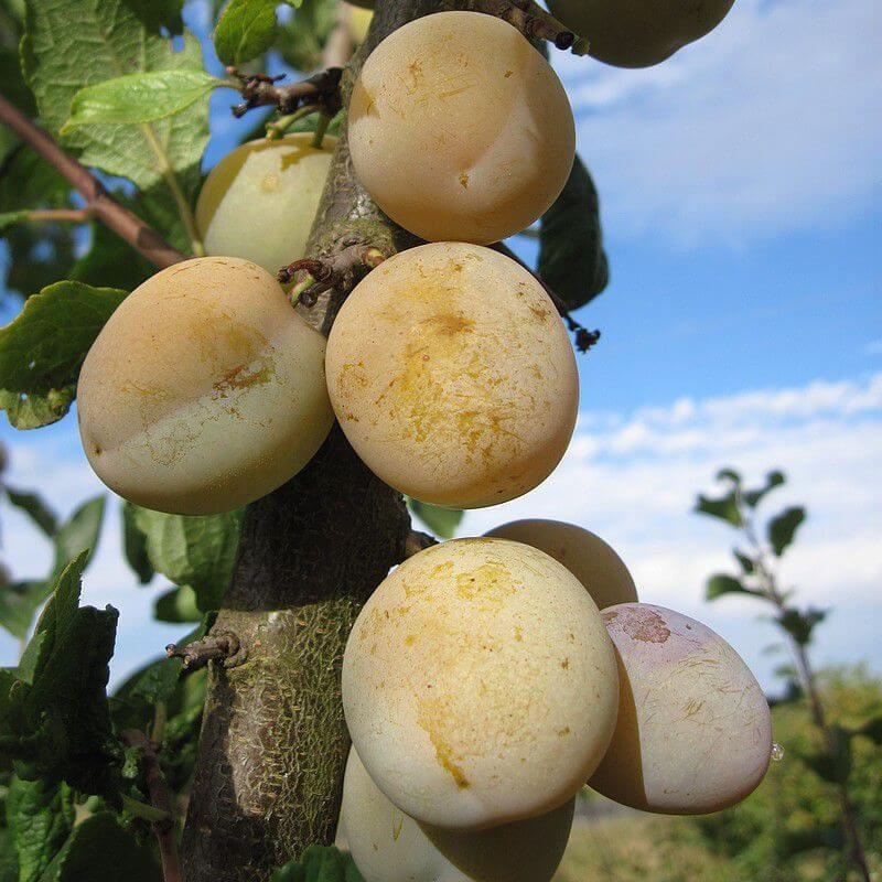 Prunier 'Reine-Claude dorée' - Vente Prunus domestica