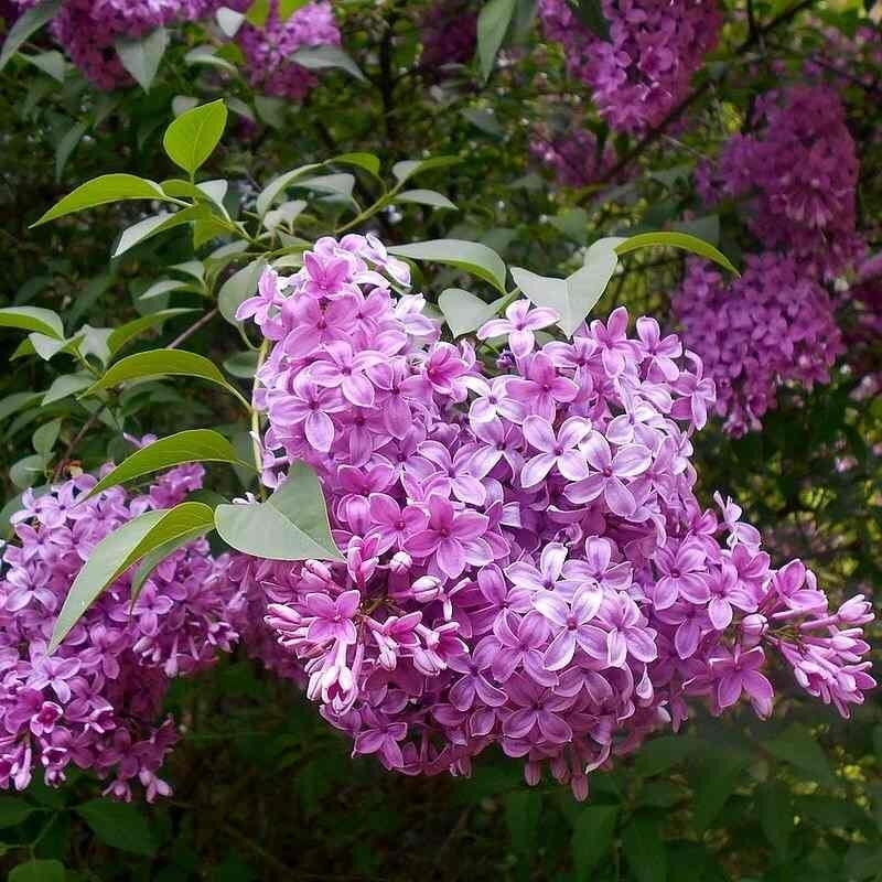Syringa chinensis 'Saugeana' - Lilas Varin de Rouen