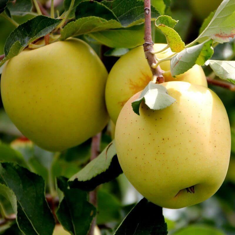 Pommier 'Golden' - Vente Malus communis jaune