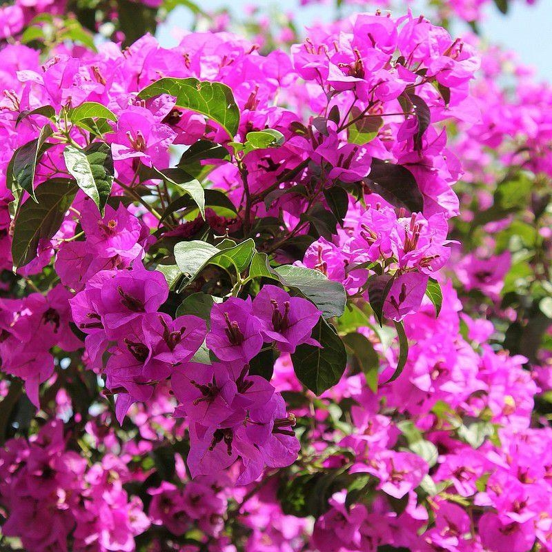 Bougainvillea 'Alexandra' - Bougainvillier mauve