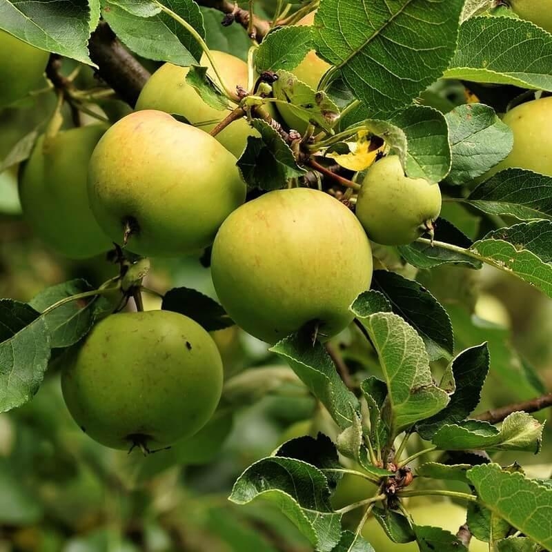 Pommier ancien 'Pineau de Villeneuve' * - Malus communis 'Pineau de Villeneuve'