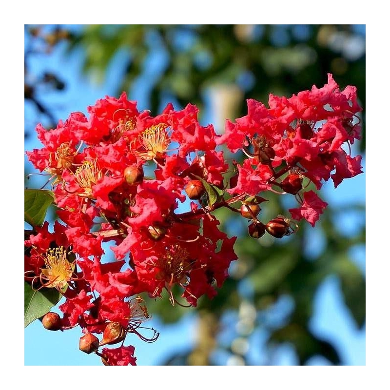 Lagerstroemia indica 'Collonges' - Lilas des Indes rouge - Lilas d'été