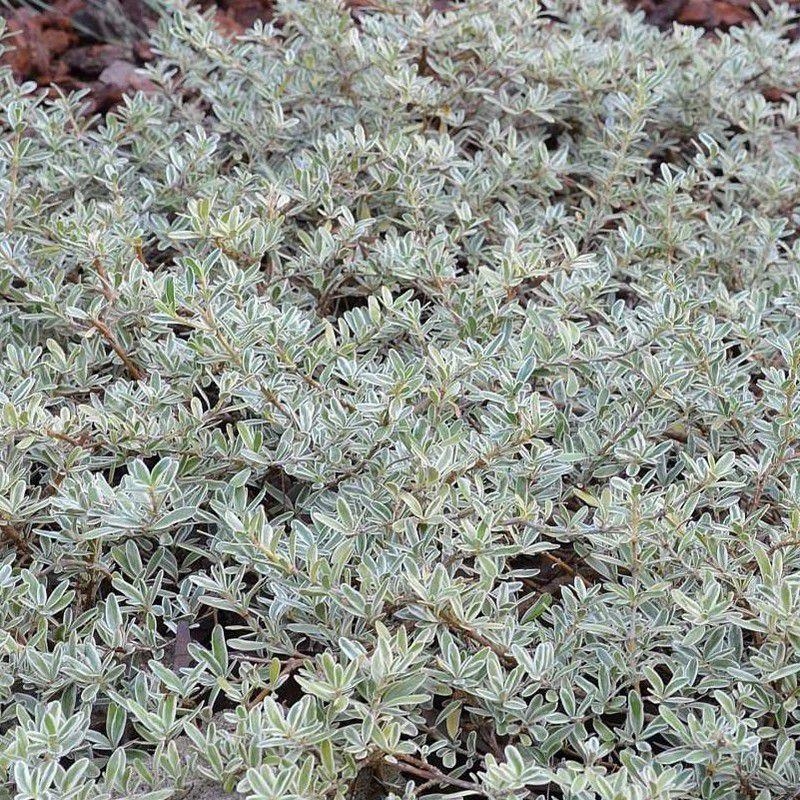Coprosma kirkii 'variegata' - Coprosme panaché couvre-sol