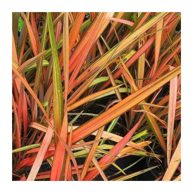 Phormium tenax 'Apricot Queen' - Lin de Nouvelle Zélande orangé