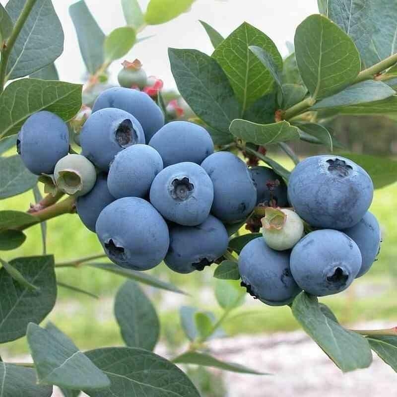 Vaccinium corymbosum 'Paty' - Myrtillier mi-saison à myrtilles savoureuses