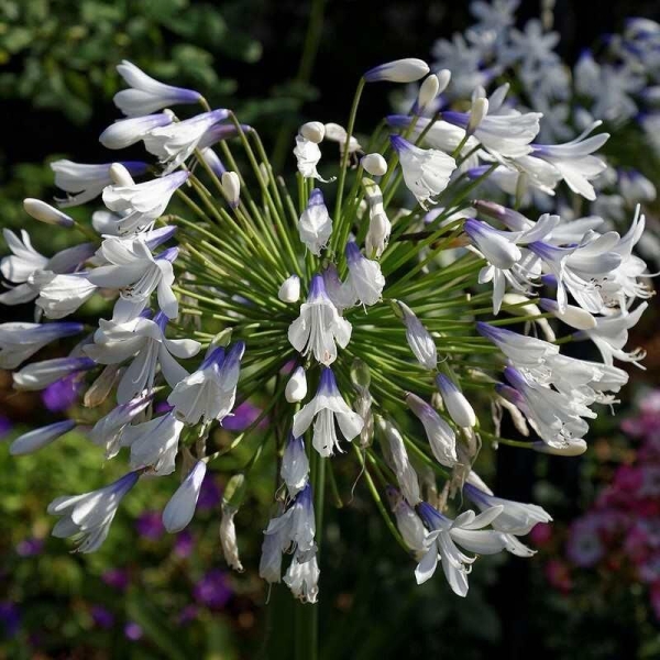 Agapanthus 'Queen mum' - Agapanthe persistante à fleur bicolore