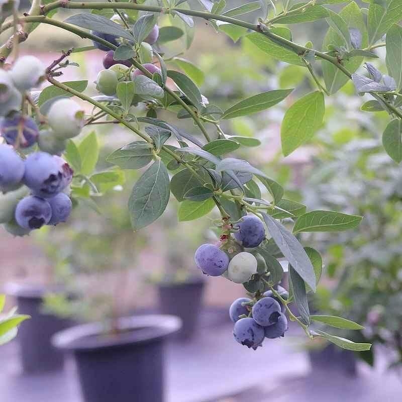 Vaccinium corymbosum 'Northland' - Myrtillier compact