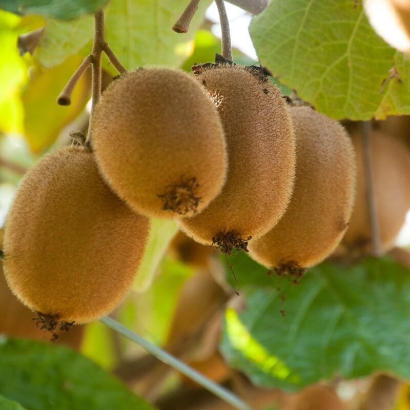 Actinidia hybride 'Zakarpacie' - Kiwi rustique AUTOFERTILE