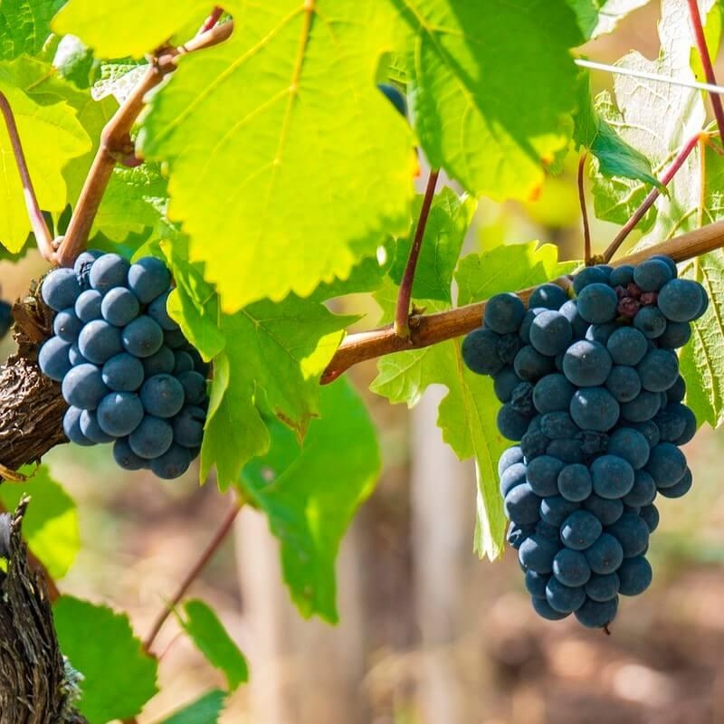 Vitis 'Lival' *ZPd4 - Vigne 'Lival' - Raisin de table et de cuve noir