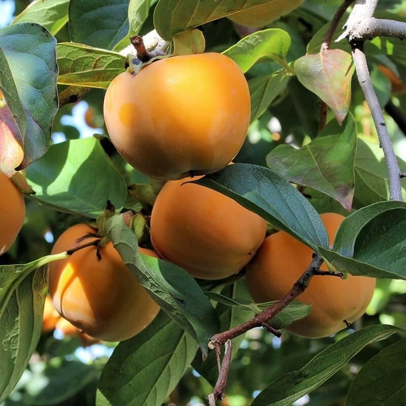 Diospyros Kaki 'Jiro' - Kaki non astringent - Plaqueminier de Chine