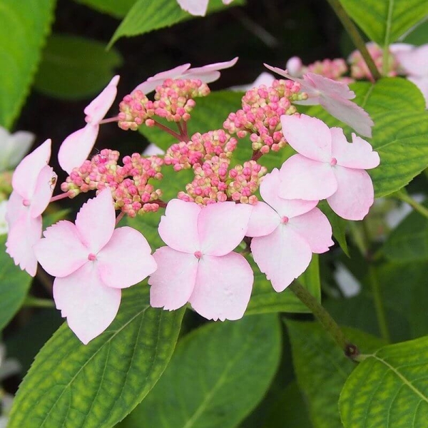 Hydrangea serrata 'Grayswood' - Hortensia arbustif blanc à rouge