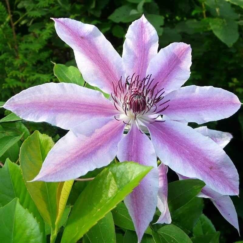 Clematis 'Nelly Moser' - Clématite à médiane rose soutenu