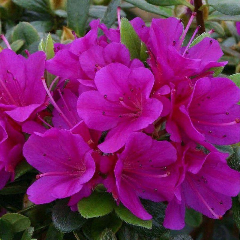 Azalea japonica 'Purple Splendour' * - Azalée japonaise persistante pourpre