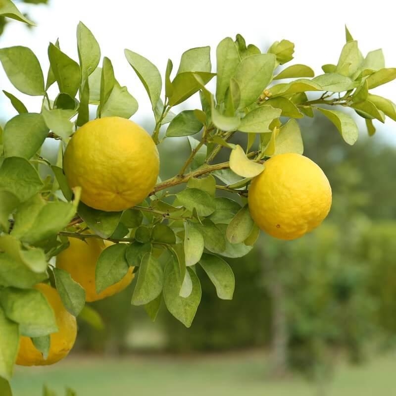 Citrumelo 'Swingle 4475' - Agrume hybride rustique
