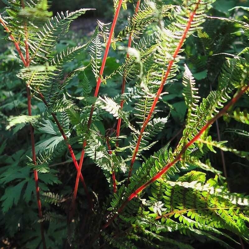 Athyrium filix-femina 'Lady in Red' - Fougère femelle rouge