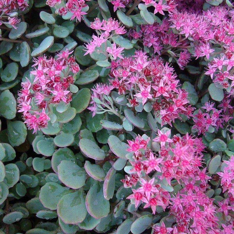 Sedum cauticola 'Lidakense' - Orpin bleu à fleurs roses