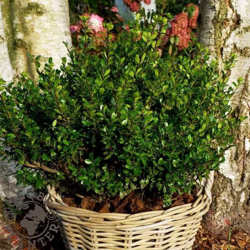 Ilex crenata 'Luxus Globe'® - Houx nain boule