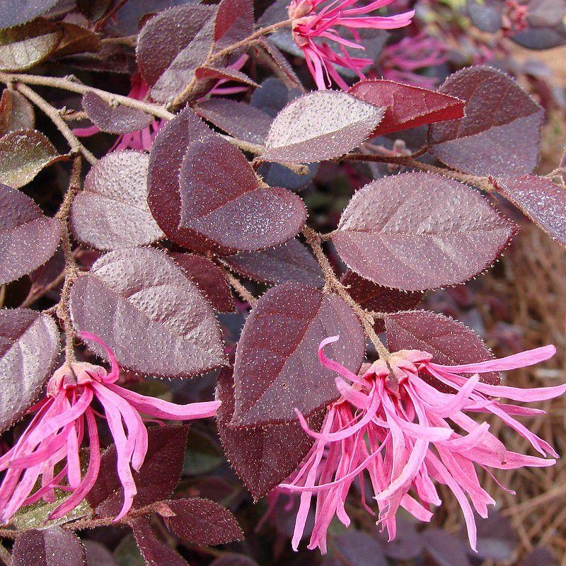 Loropetalum chinense 'Fire Dance' - Loropétale de Chine pourpre