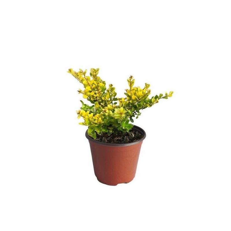 Ilex crenata 'Golden Gem' - Houx nain doré